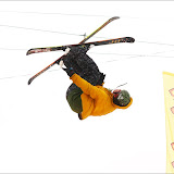 Rip Curl A Camp _ Bukovel@19-21 feb 2010