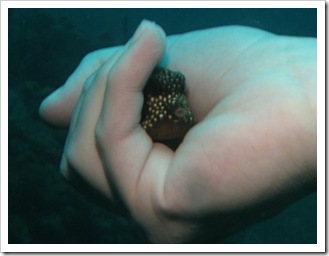 trunk fish sk