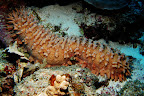 Thelenota ananas. Kosrae, Federated States of Micronesia.