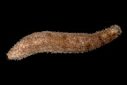 Holothuria fuscocinerea. Kosrae, Federated States of Micronesia.