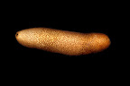 Bohadschia vitiensis. Kosrae, Federated States of Micronesia.