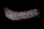 Afrocucumis africana. Kosrae, Federated States of Micronesia.