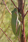 Hyla cinerea