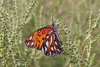 Agraulis vanillae
