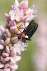 Plecia neartica