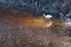 Eudocimus albus