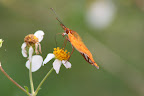 Agrolis vanillae