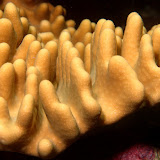 Cnidaria