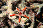 Fromia monilis. North Direction Island. 12m.