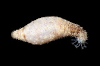 Holothuria lineata. La Réunion.