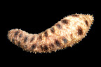 Holothuria verrucosa. La Réunion.