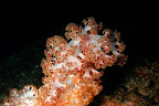 Dendronephthya. Zanpa, Okinawa. 26m.