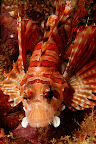 Pterois miles. Red Beach, Okinawa. 8m.