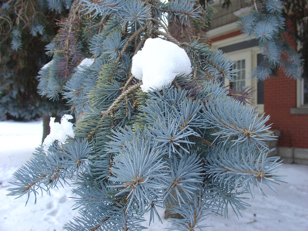[Snow on Blue Spruce[4].jpg]