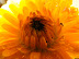 YellowCloseUp.jpg