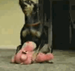 DR.gif