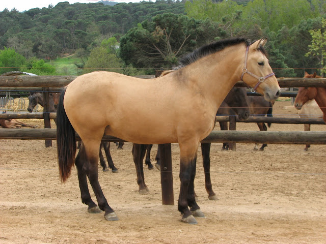 Petite balade en Espagne 3 Forum Cheval