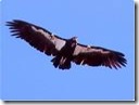 Condor flying photo