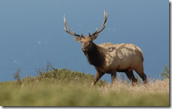 Tule Elk at Pierce Point by Ted Rathbun
