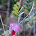 spring vetch - Photo CC BY-NC-SA antonyrw