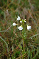 Milkmaids Photo