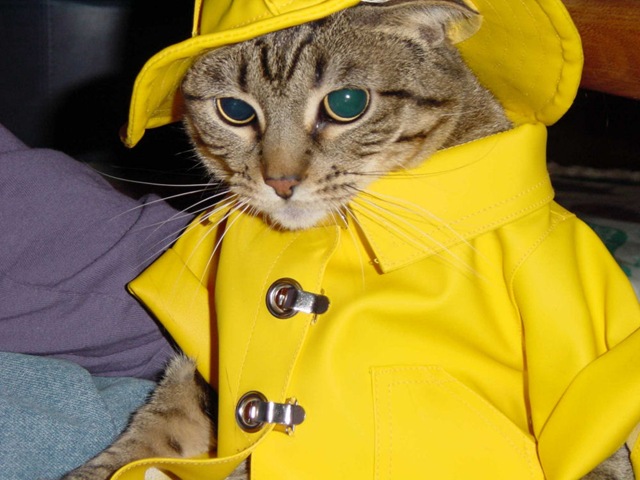[animal 5[2].jpg]
