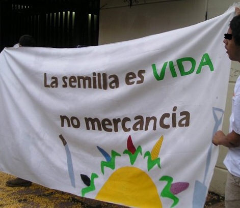 [semilla[3].jpg]