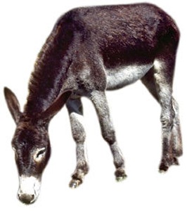 burro