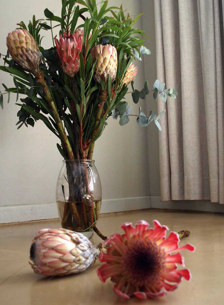 [PROTEAS+P5123537.jpg]