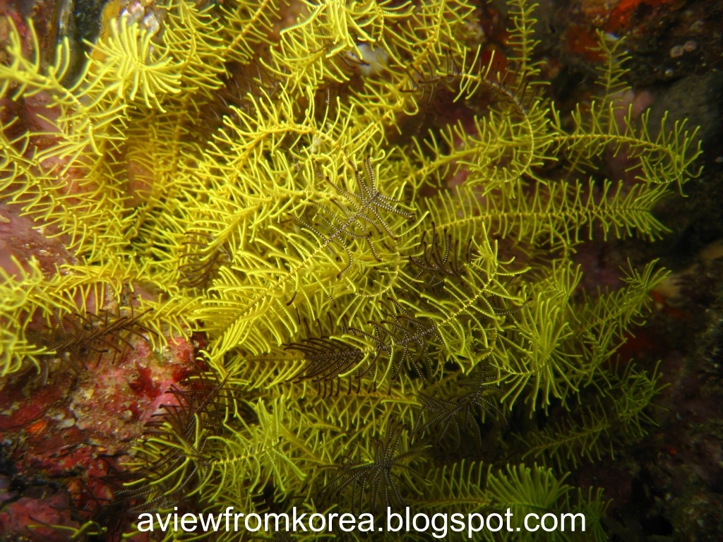 [DiveSite3_141280x7682.jpg]