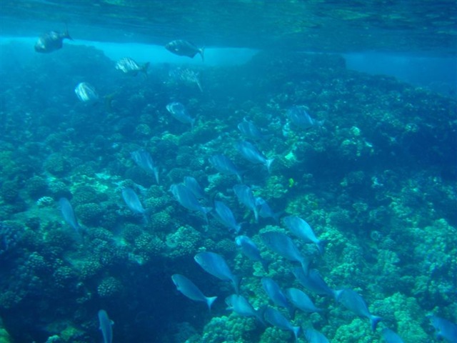[Maui Snorkeling_25 (1) (Medium)[5].jpg]