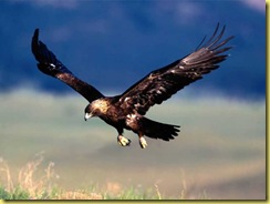 eagle eagle