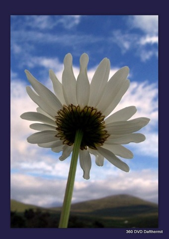 [2009-07-10 butterfly[2].jpg]