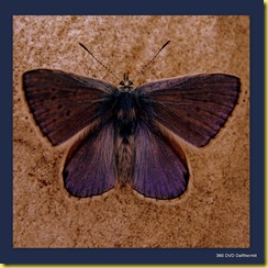 2009-07-10 butterfly3