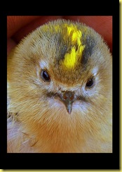 wildlife birds-2
