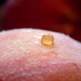 Droplet of nectar on a peach