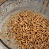 Turning sprouted kamut wheat into raw bread dough