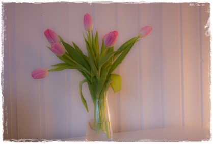 tulipan_1 tulipan_1