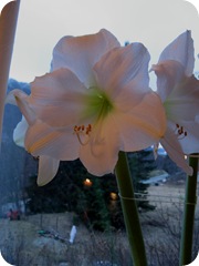 IMG_0091-1