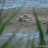 juv. Avocets - spring 2009 &ndash; 16-Jún-2009
