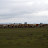 Kuhherde Apetlon Lange Lacke &ndash; 17-Okt-2009