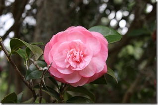 Camellia Pink