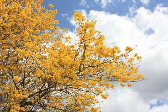 [Yellow Trumpet Tree 3[5].jpg]