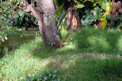 Lemurs at Antananarivo zoo