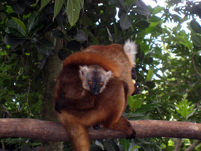 Female black lemur with a baby