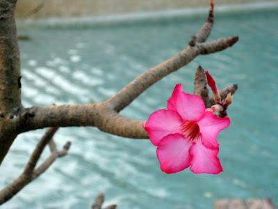Flower at the pool at Les Collines de Niassam in Senegal