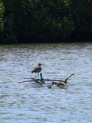 Bird in the Sine Saloum Delta in Senegal