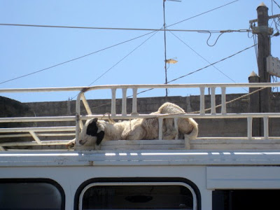 Goats in Senegal