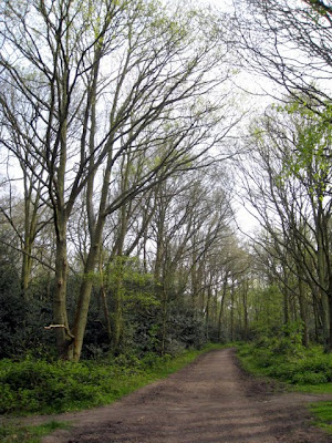 Trees and a trail in Wimbledon Common in London