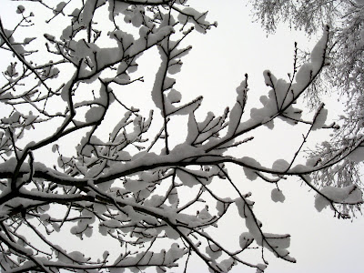 Tree branches in London covered in snow